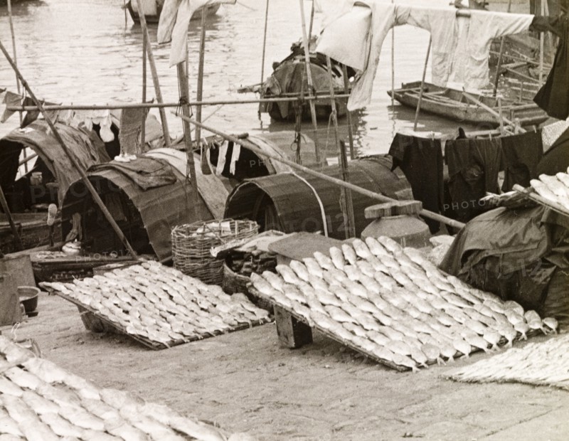 A fisherman's catch at Macau