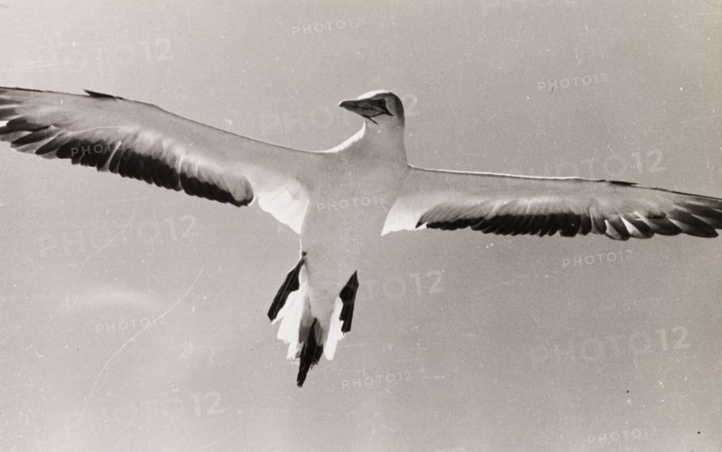 Adult gannet in flight