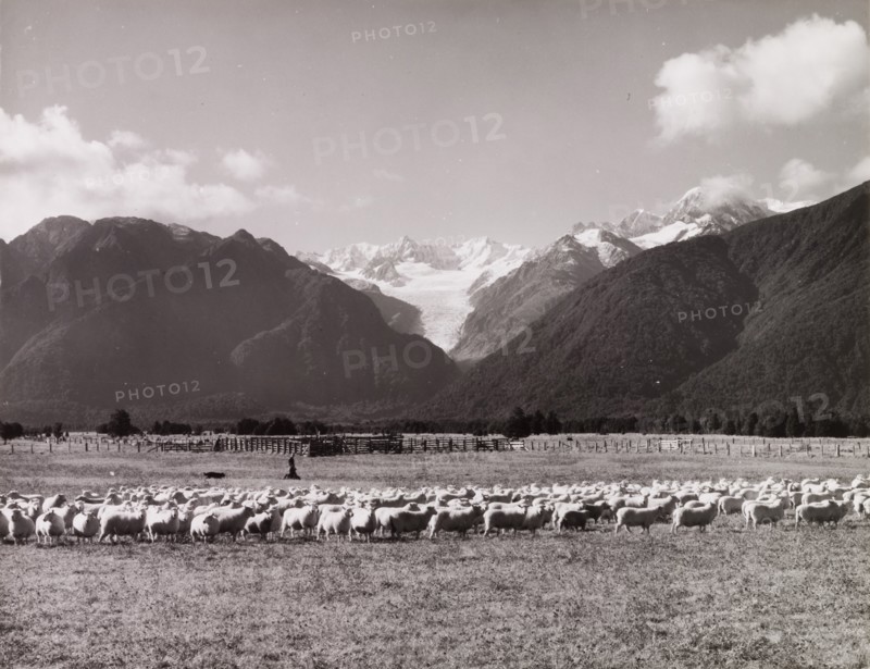 Herding Sheep, near Fox Glacier, South Island