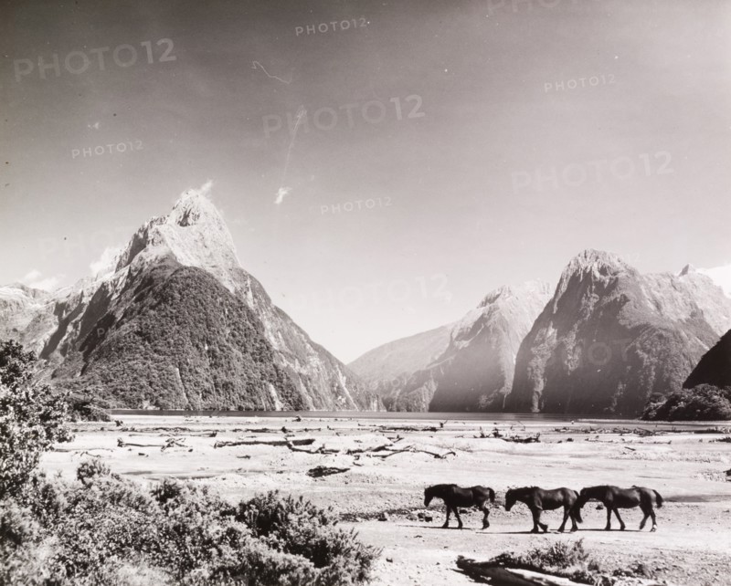 Horses at Milford Sound