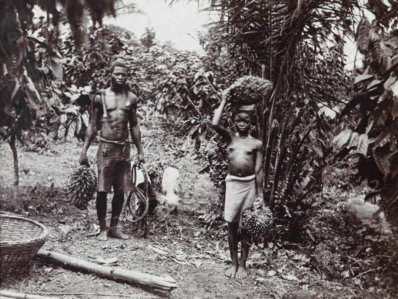 View of two figures with bunches of palm kernels in cultivated grove