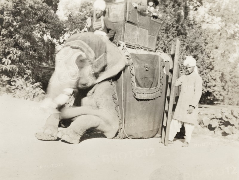 Elephant with passengers