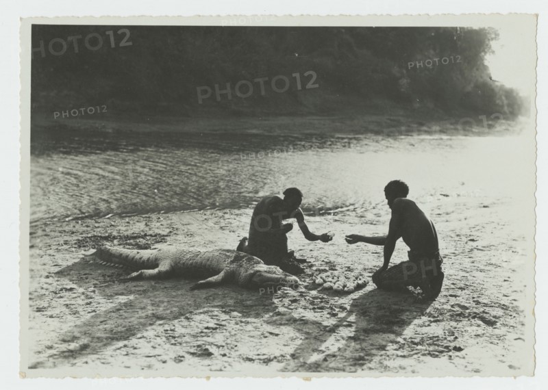 Dead crocodile in Webi Shebelli River, Somalia