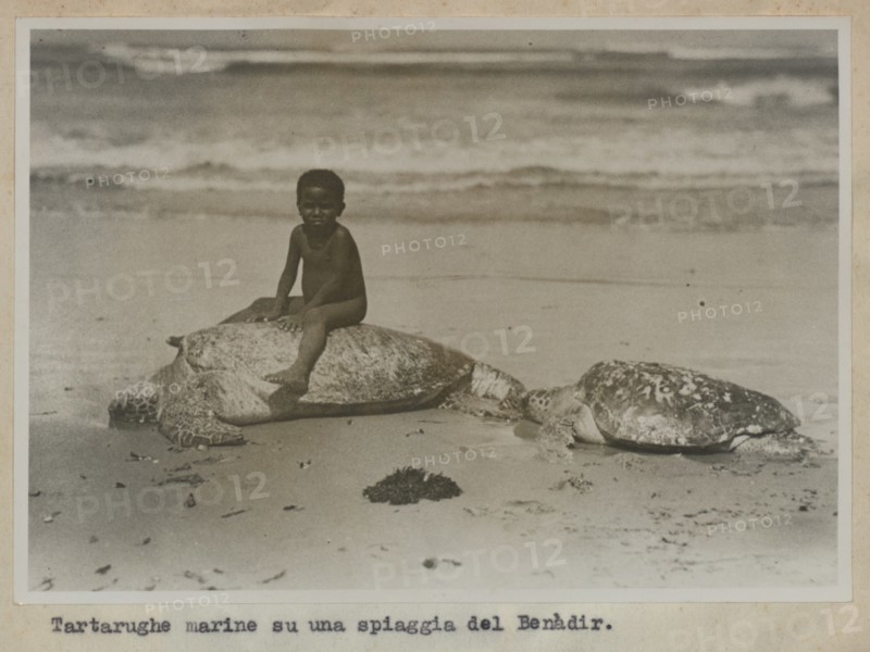 Boy with sea turtles on the beach, Benadir