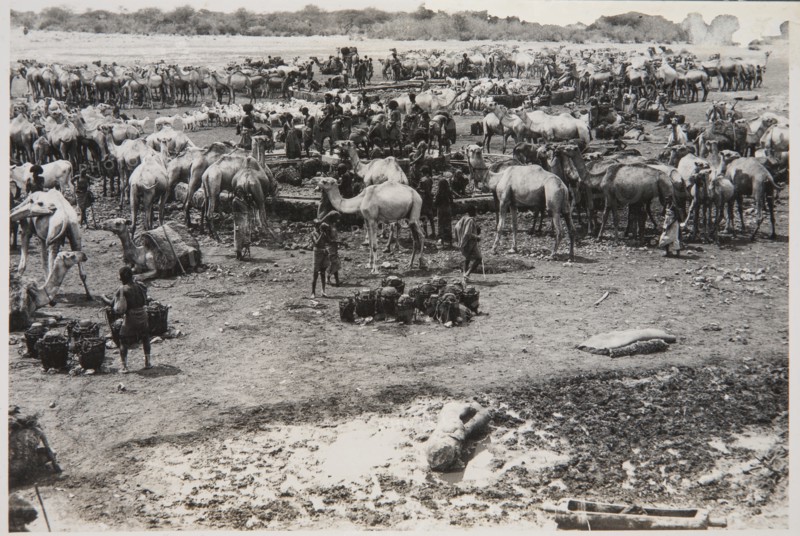 Camels