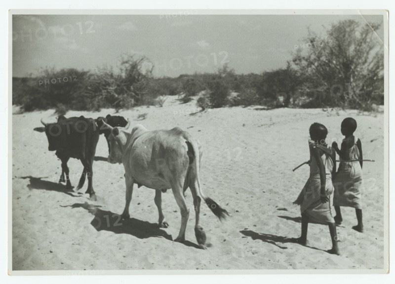 Somali girls driving cattle