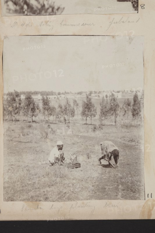 Farm labourers planting trees