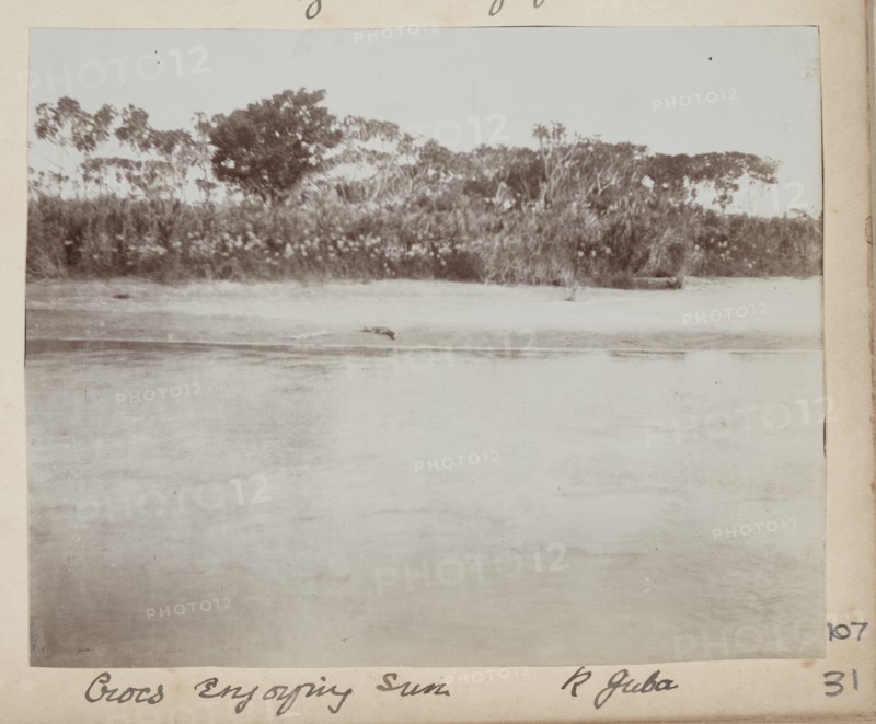 Crocodiles, River Juba