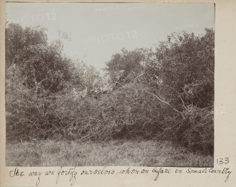 Somali bush country