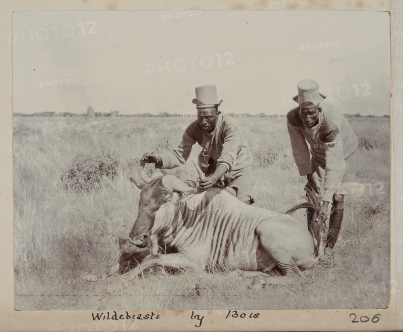 Hunted wildebeest