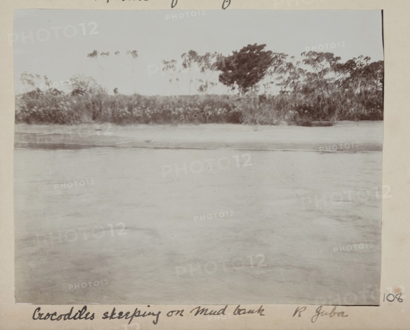 Crocodiles sleeping on mud bank