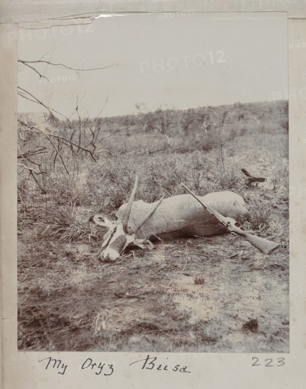 Hunted oryx beisa