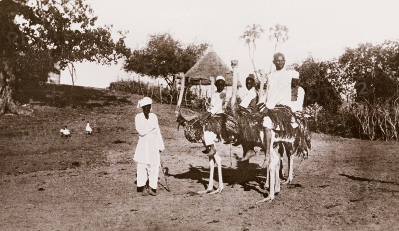 Four Sudanese men and boys mounted on ostriches at Wad Medani