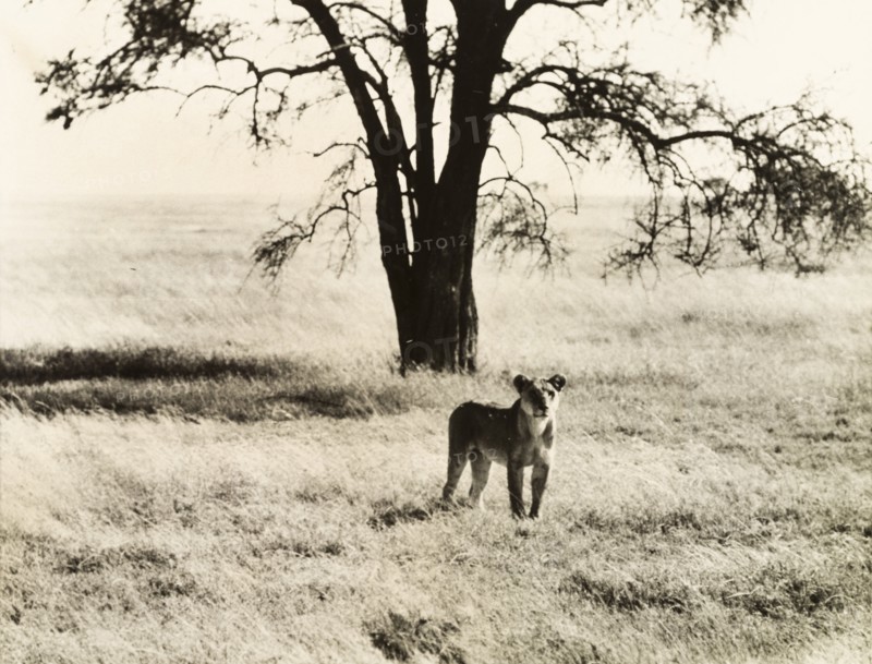 Lioness in the Serengeti