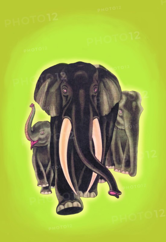 Indian Elephants 1934