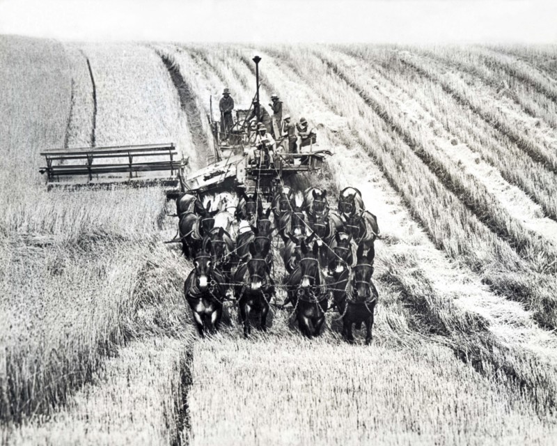 Twenty Mule Combine Harvester