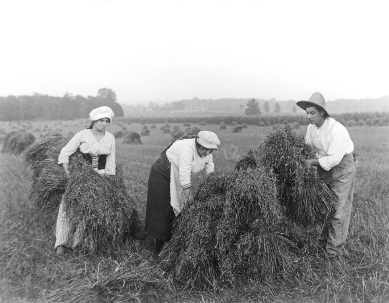 Harvest Time