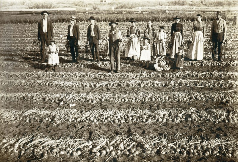 Family Harvest