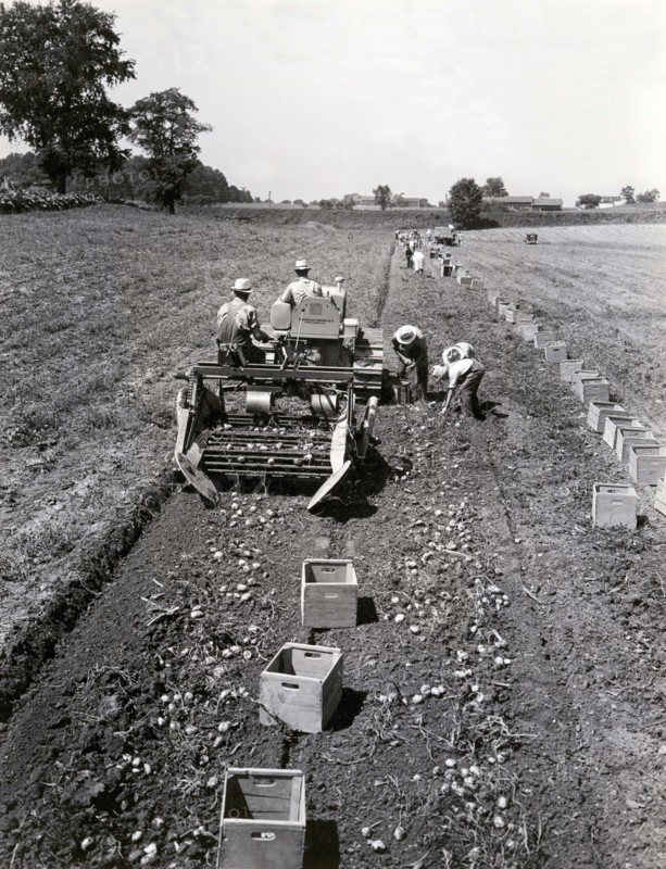 Harvesting Potatos