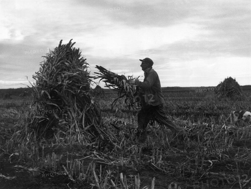 Farming Dawn To Dusk