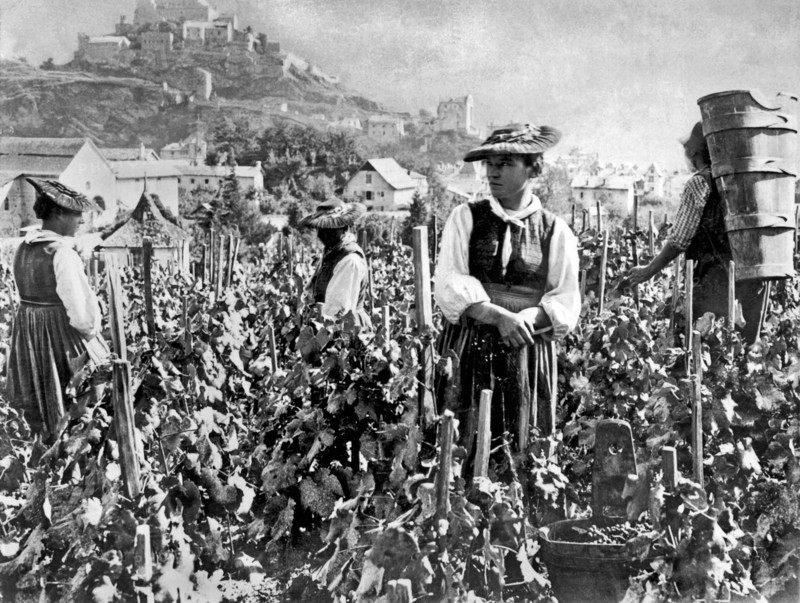 Picking Grapes In Switzerland