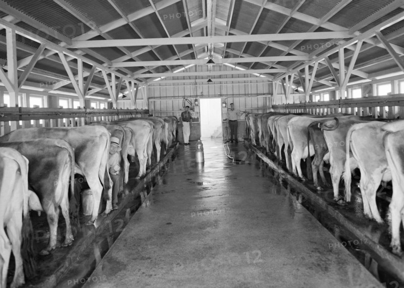 Dairy Cooperative Milking Time