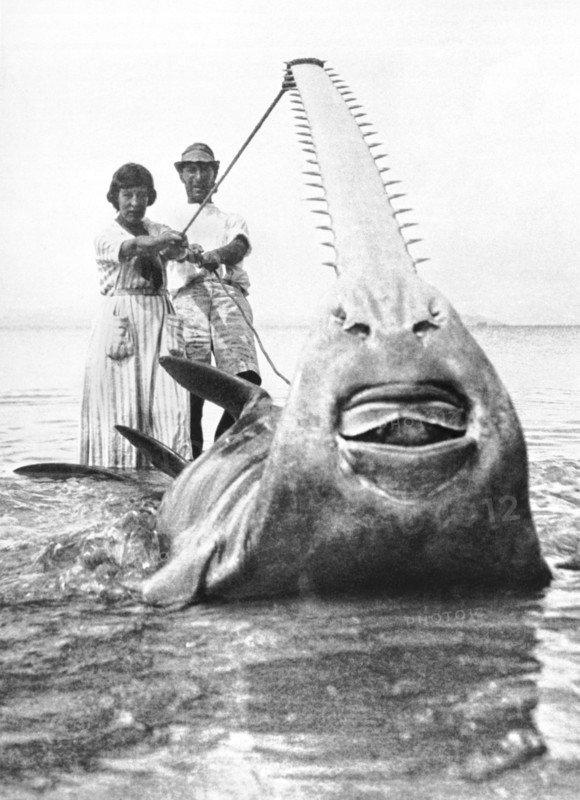 World Record Sawfish