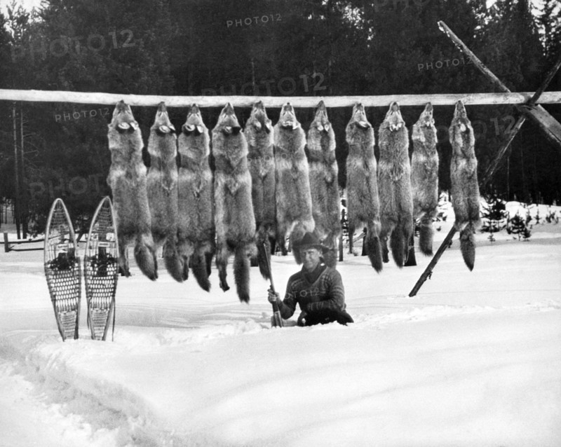 Wolf Hunter