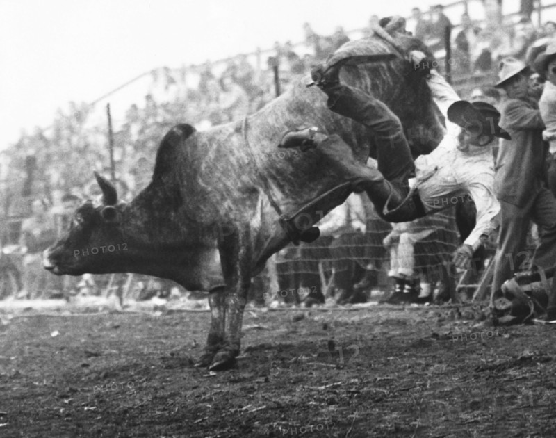 Cowboy Departing A Bull