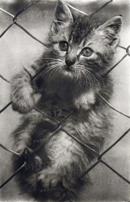 Fenced In Kitten