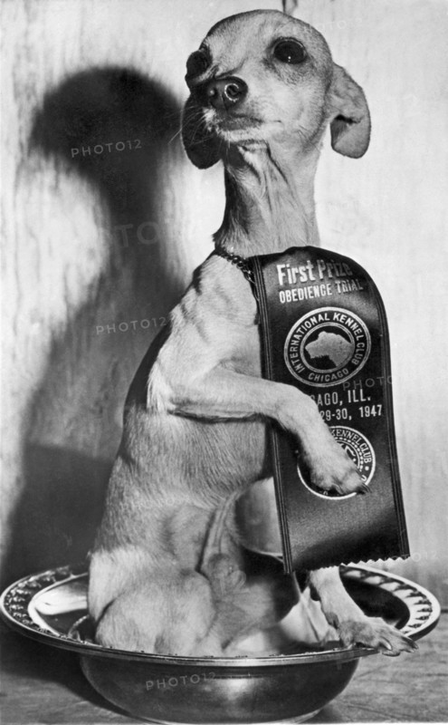 Champion Chihauhau