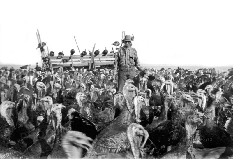 A Turkey Rancher