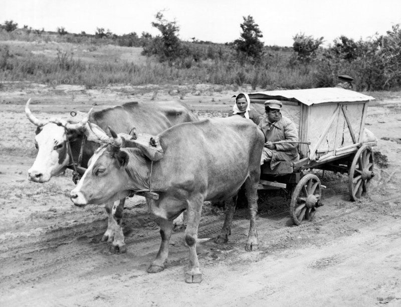 Russian Peasants With Ox Cart