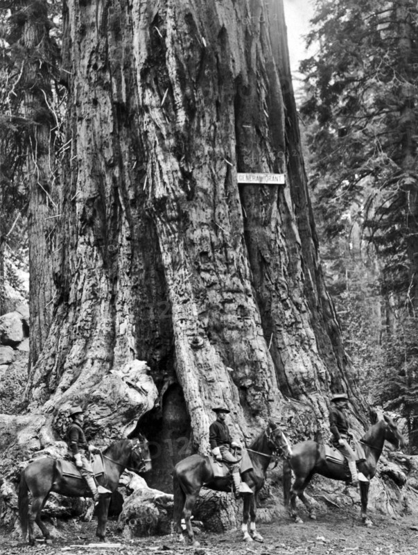 The General Grant Tree