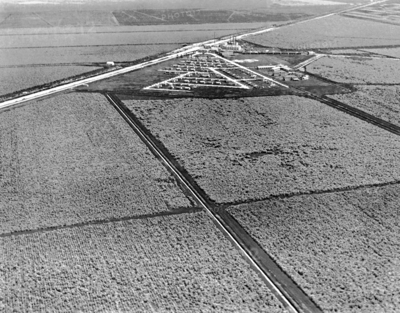 Sugar Cane In The Everglades