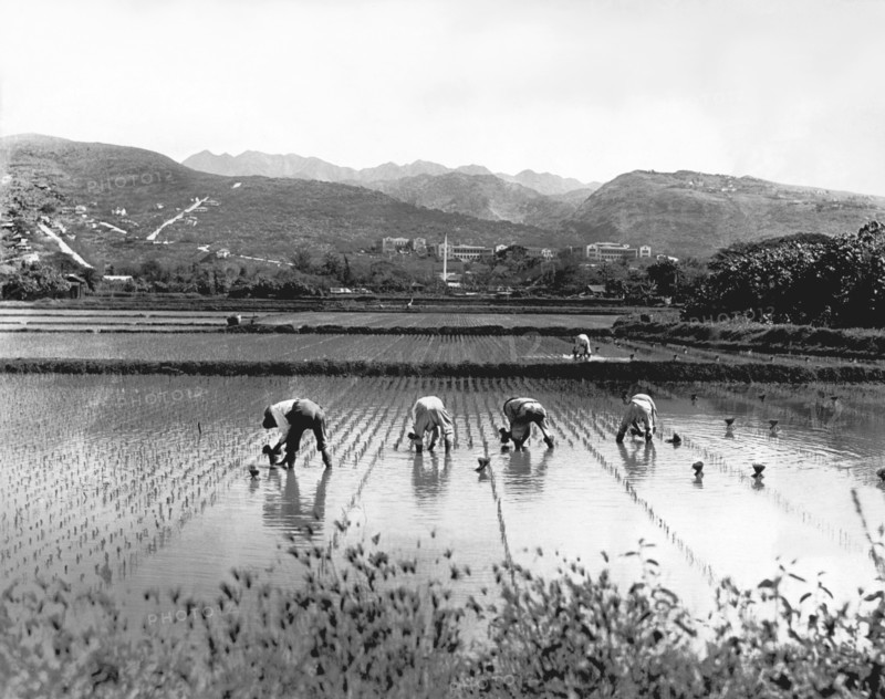 Planting Rice In Hawaii