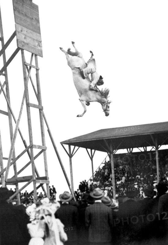 Amazing Horse Stunt Dive
