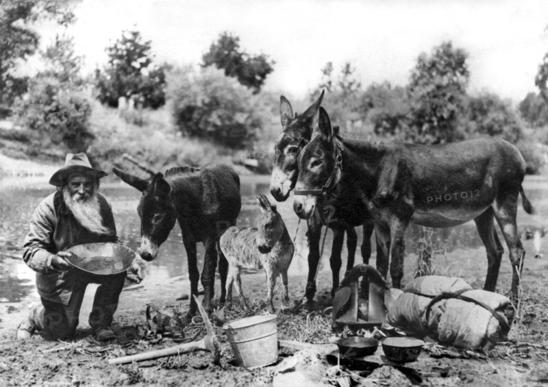 California Gold MIner