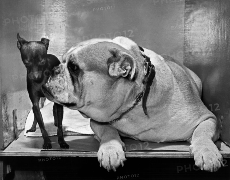 A Bulldog And A Puppy