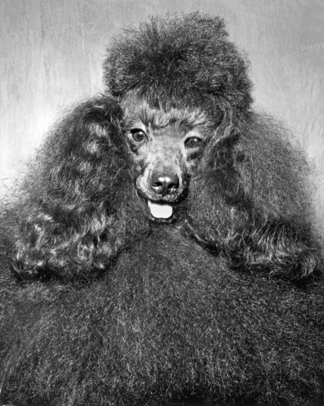 A Poodle And His Hairdo