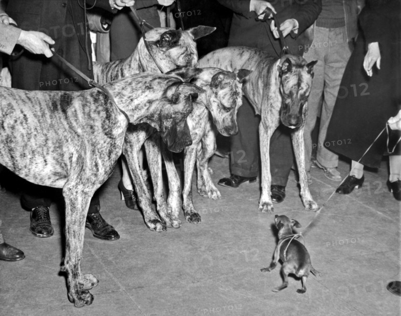 New York, New York:  1937.
A Miniature Pinscher does its best to look brave in front of four Great Danes at the Westminster Kennel Club show at Madison Square Garden.
