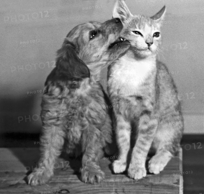 Puppy Nibbles On A Cat