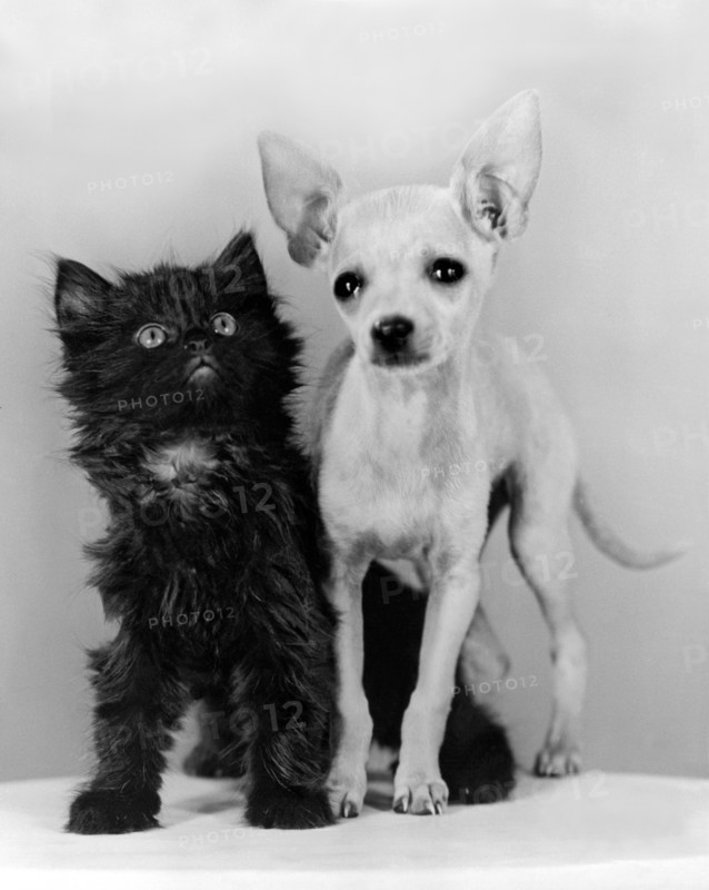 Chihuahua Has Kitten Sidekick
