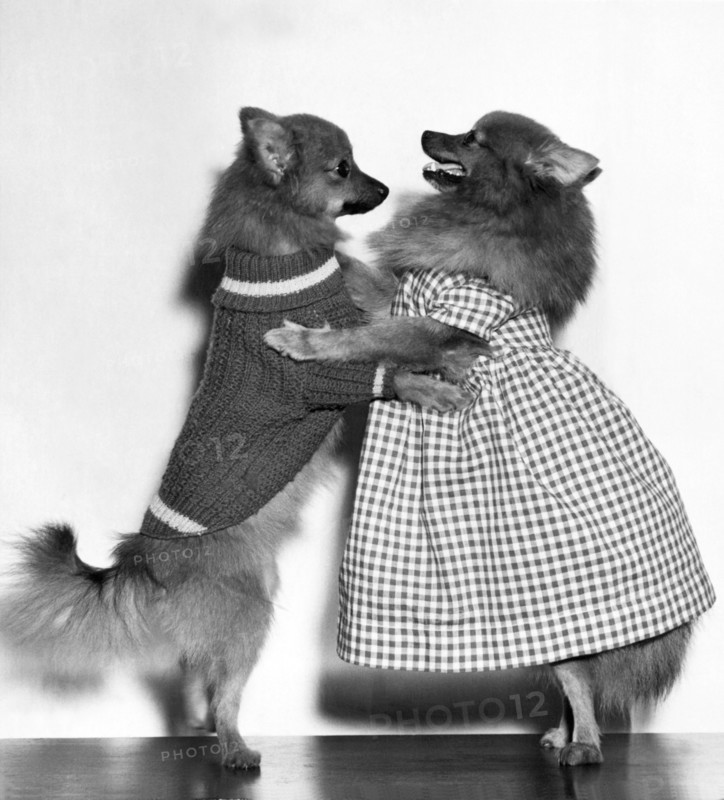 Teaching A Young Dog New Trick