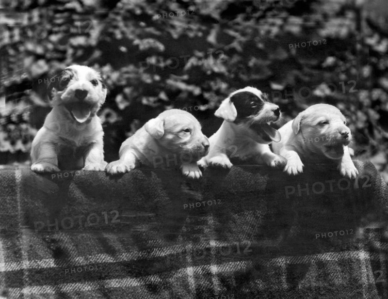 "Why I Love A Dog" Prizes