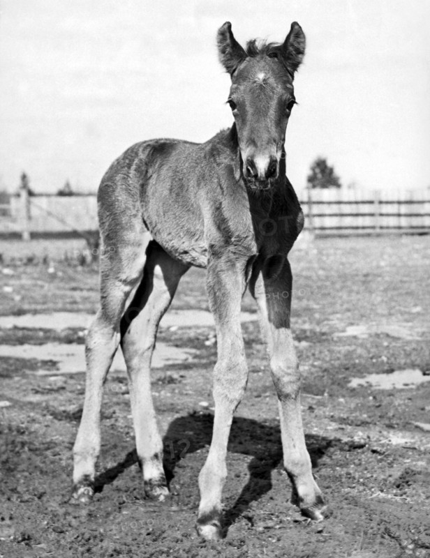 Portrait Of A Foal