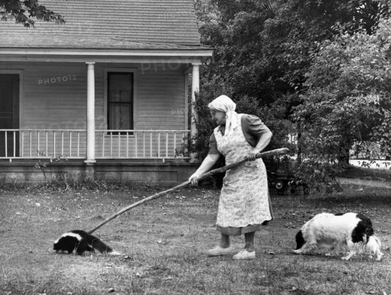 Woman Gently Moves A Skunk