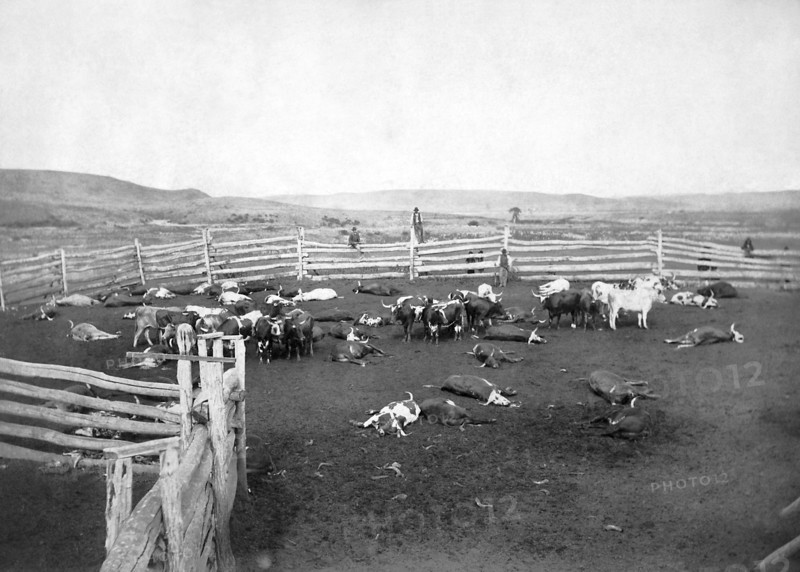 Cattle Slaughtered For Indians