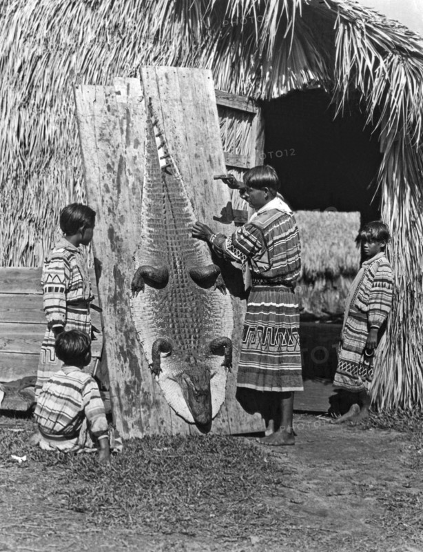 Seminole Dries Alligator Skin
