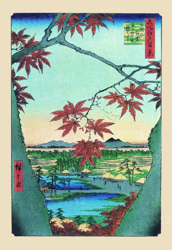 Maple Trees 1857